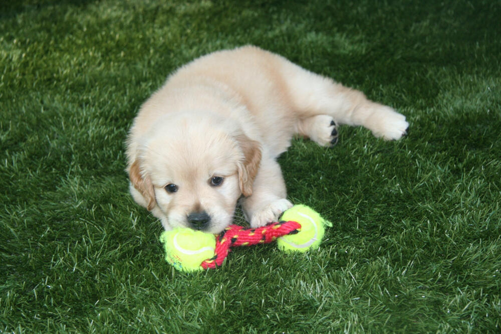 Fresno artificial turf for dogs
